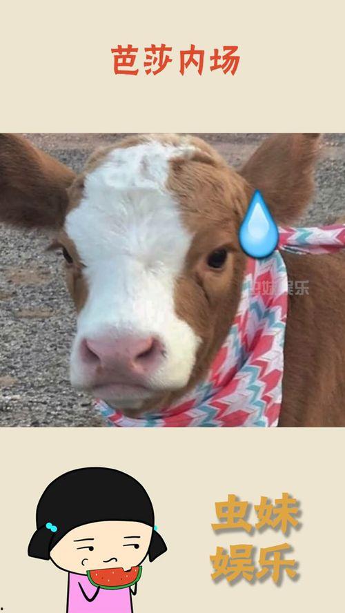 抖音吃瓜母子,一场亲子互动的趣味演绎