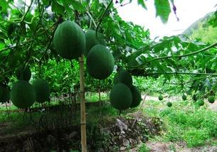 瓠瓜是吊瓜吗怎么吃的呢,吊瓜的食用方法与美味探索