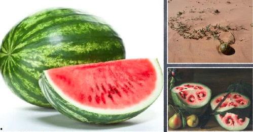 梦到吃瓜感觉酸甜,酸甜滋味中的梦境解析