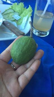 小动物吃蜜瓜,小动物们的甜蜜冒险