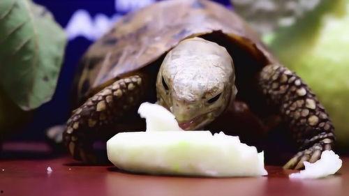 小动物吃蜜瓜,小动物们的甜蜜冒险