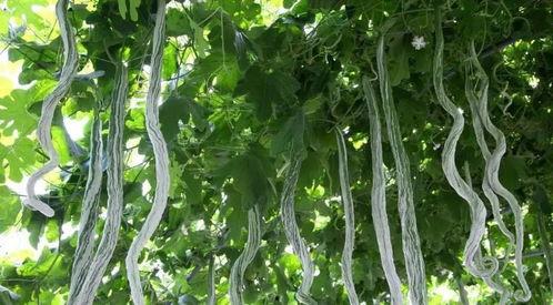 蛇瓜是吃皮还是吃瓤,皮与瓤的食用指南