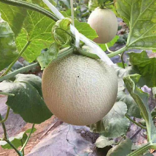 吃冰淇淋蜜瓜串,冰淇淋蜜瓜串，尽享冰凉与甘甜的完美邂逅