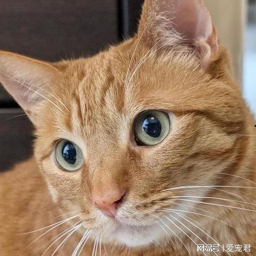 小猫吃瓜头像可爱,小猫吃瓜头像的可爱魅力