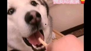 二狗直播吃瓜,揭秘娱乐圈幕后真相